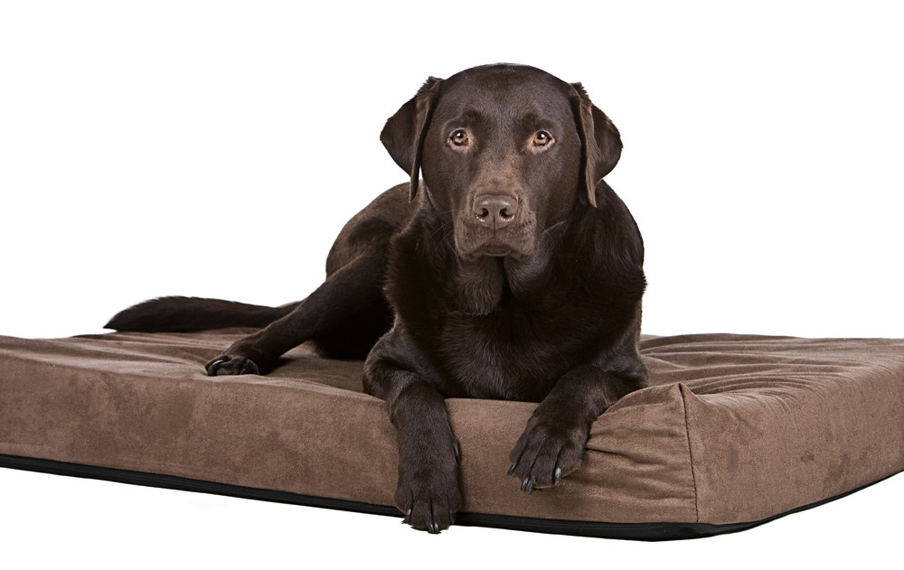 Hnedý labrador leží na ortopedickom matraci. 