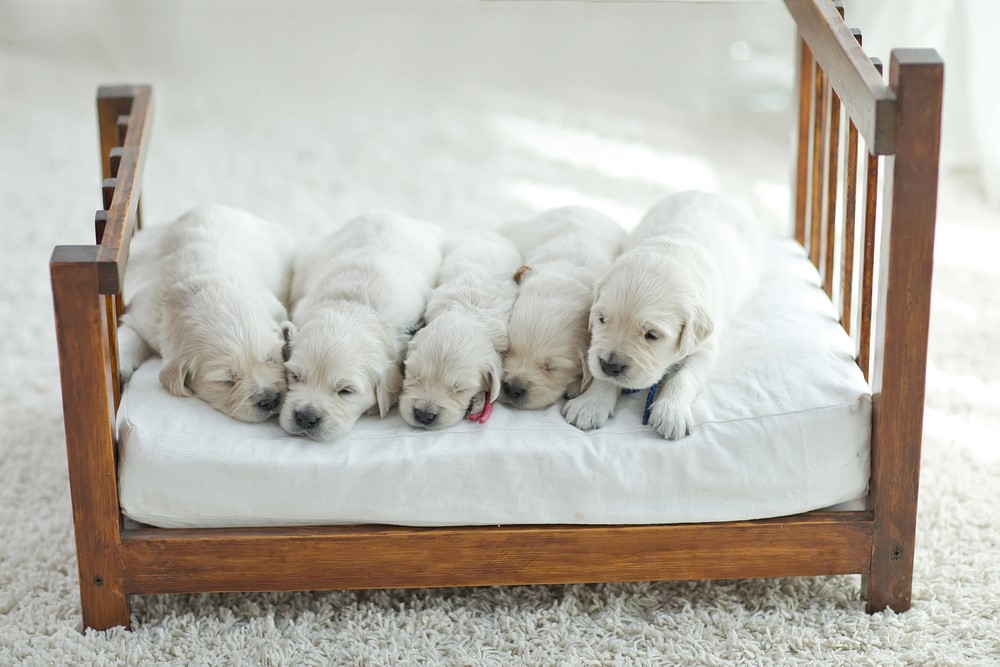 Šteniatka labrador retrievera spia na pelechu vyrobeného z matracu. 